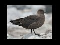What Do You Think Of This Animal 26
