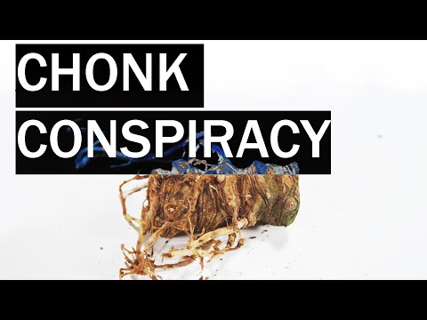 The CHONK Conspiracy