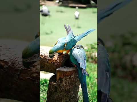 Nature and wildlife video -birdsand animal is beautiful creature on our planet #nature #subscribe 😭😢