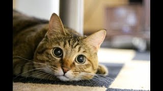 FF７リメイク　初見　ネタバレ注意 パート9