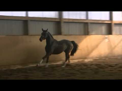 Fidertanz-Alabaster gelding * 2012 for sale