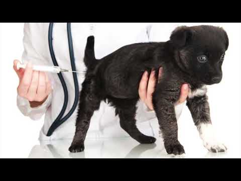 All About Kennel Cough