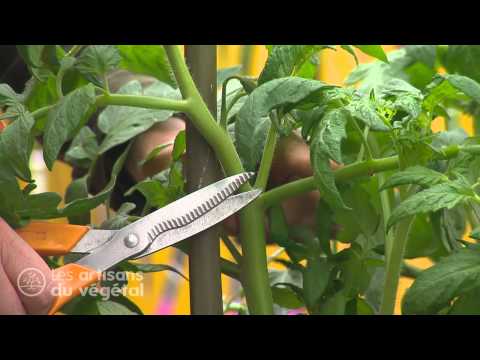 Comment entretenir et tailler vos tomates