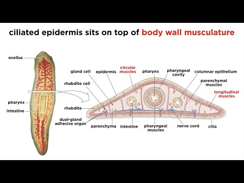 Phylum Platyhelminthes Part 1: General Characteristics
