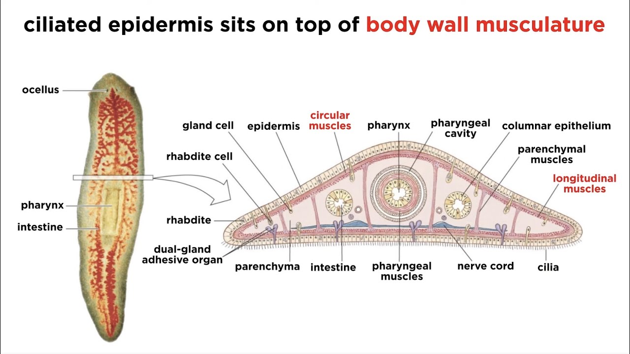 Phylum Platyhelminthes Part 1: General Characteristics