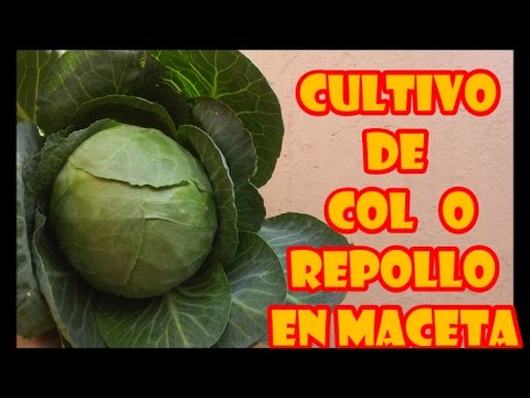 , title : 'CULTIVO DE COL O REPOLLO EN MACETA || "PROCESO COMPLETO"'