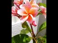 Slow Motion Video Flowers