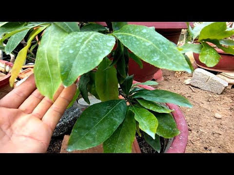 Bón phân DAP cho mai vàng trong tháng 5