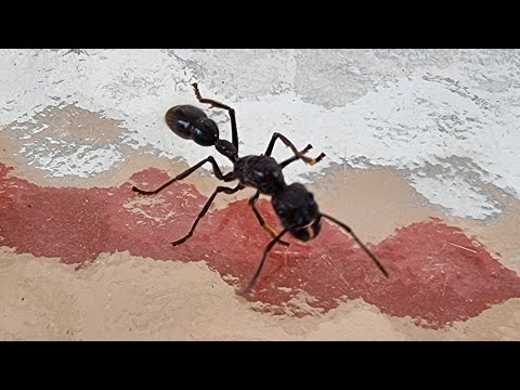 Bullet ant (Paraponera clavata) - the insect with most painful insect sting in the world