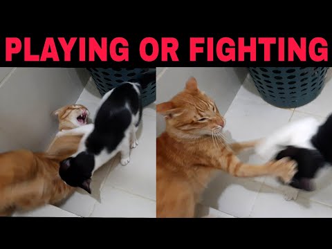 Are my Cats Playing Or Fighting | Signs if Cats Playing or Fighting | How to tell the difference!