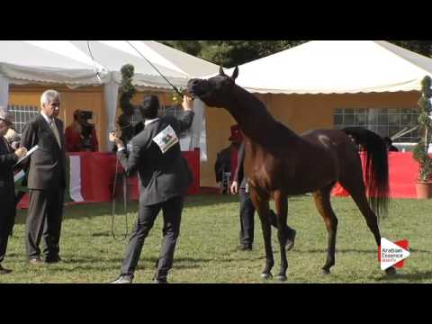 N.42 CS AMAY - Arezzo 2015 - 7-9 year old mares (Class 5)