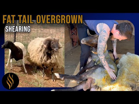 Shearing After Missing 18 Months