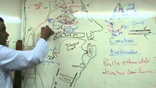 Dr. Eid -Head&Neck Practical 3 " the Pharynx & Larynx & the tongue  "