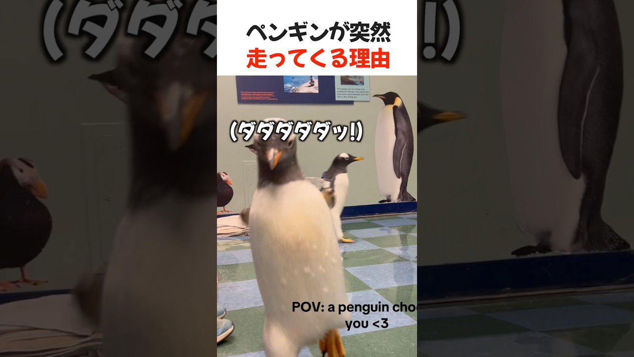 ペンギンが突然走ってくる理由