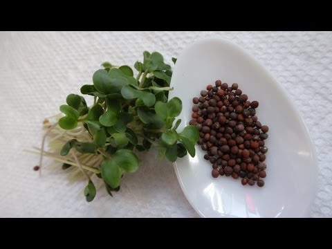 How To Grow Broccoli Sprouts/Microgreens - Two Easy Sprouting Methods Video