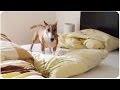 Funny Dog Goes Nuts | One Dog Circle Pit 