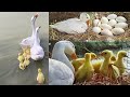 Rajhans Baby Farming Eggs Complete Information About Rajhans