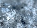 Jack Frost - Waterson Carthy 