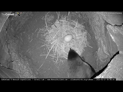 Incubation Break Offers A Clear View At Bermuda Cahow Egg | Nonsuch Expeditions | Cornell Lab