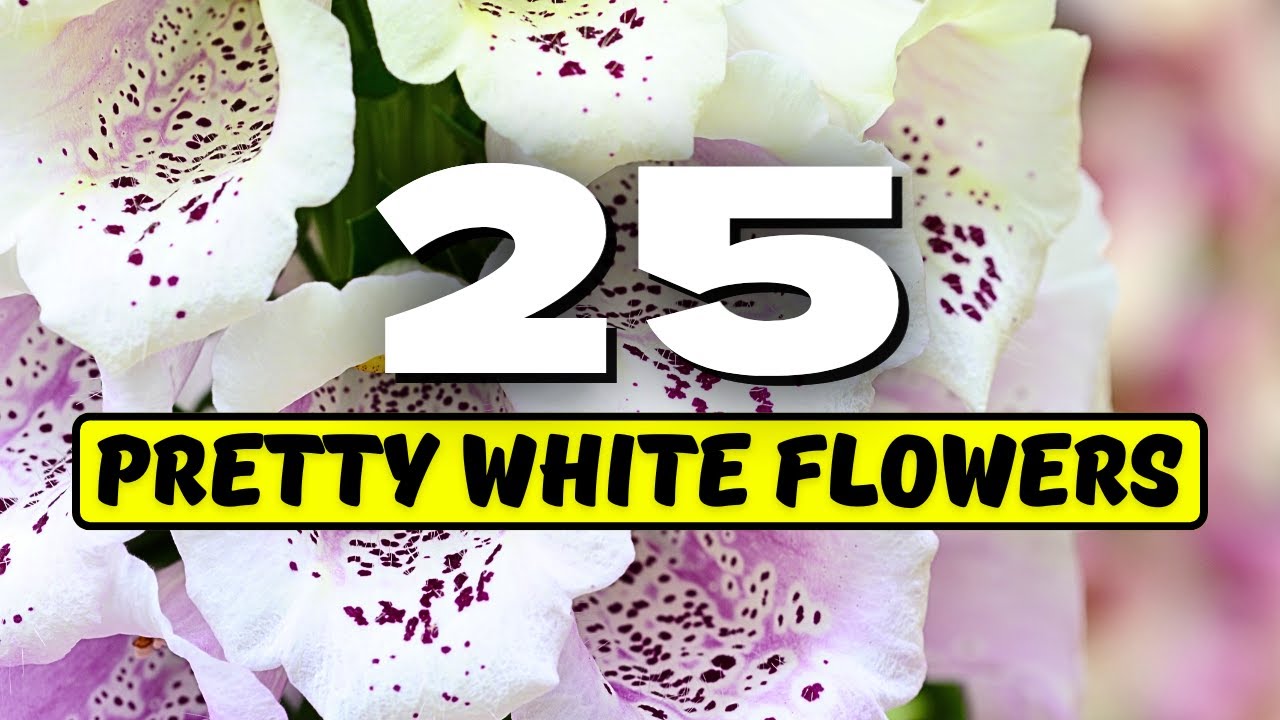 😍 Top 25 PRETTY White Flowers That'll Make Your Garden SHINE! ✨