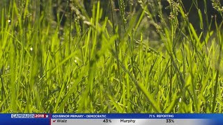 What Is Ragweed & What's It Doing To Us