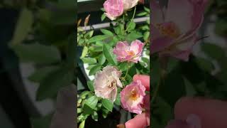 馬恩河谷'La Marne'Rose