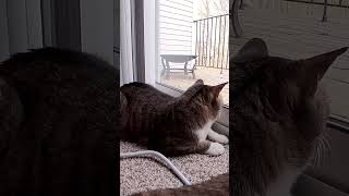 squirrel vs cat #shorts #vr360video