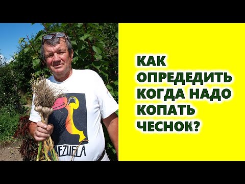 , title : 'Как определить когда надо копать озимый чеснок?'