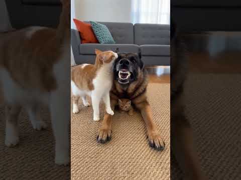 German Shepherd Bullies a Kitten... Then THIS Happens!