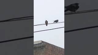 Rainy weather In Beautiful Birds enjoying rain