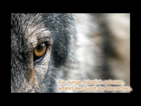 Magie des Geisterwolfs - Buchtrailer (Kopie von Original-Video)