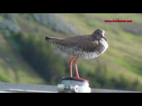 Archibebe común ( Tringa totanus ) Redshank
