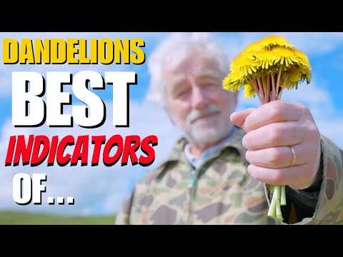 Useful to Know - Why You Have Dandelions in Your Garden