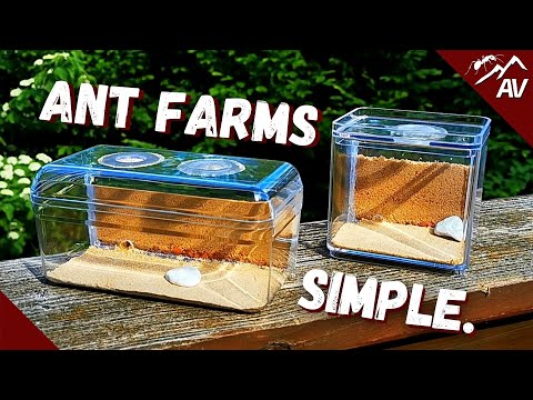 How to make an Ant Farm | DIY Sand Formicarium