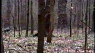 preview picture of video 'Scotts 2006 - 2007 Youth turkey season'