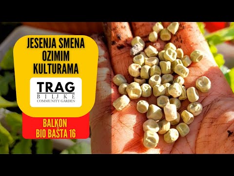 AUTUMN SHIFT WITH WINTER CULTURES - BALCONY OF THE BIOGARDEN 16 (2022) [TRACE OF THE PLANT]