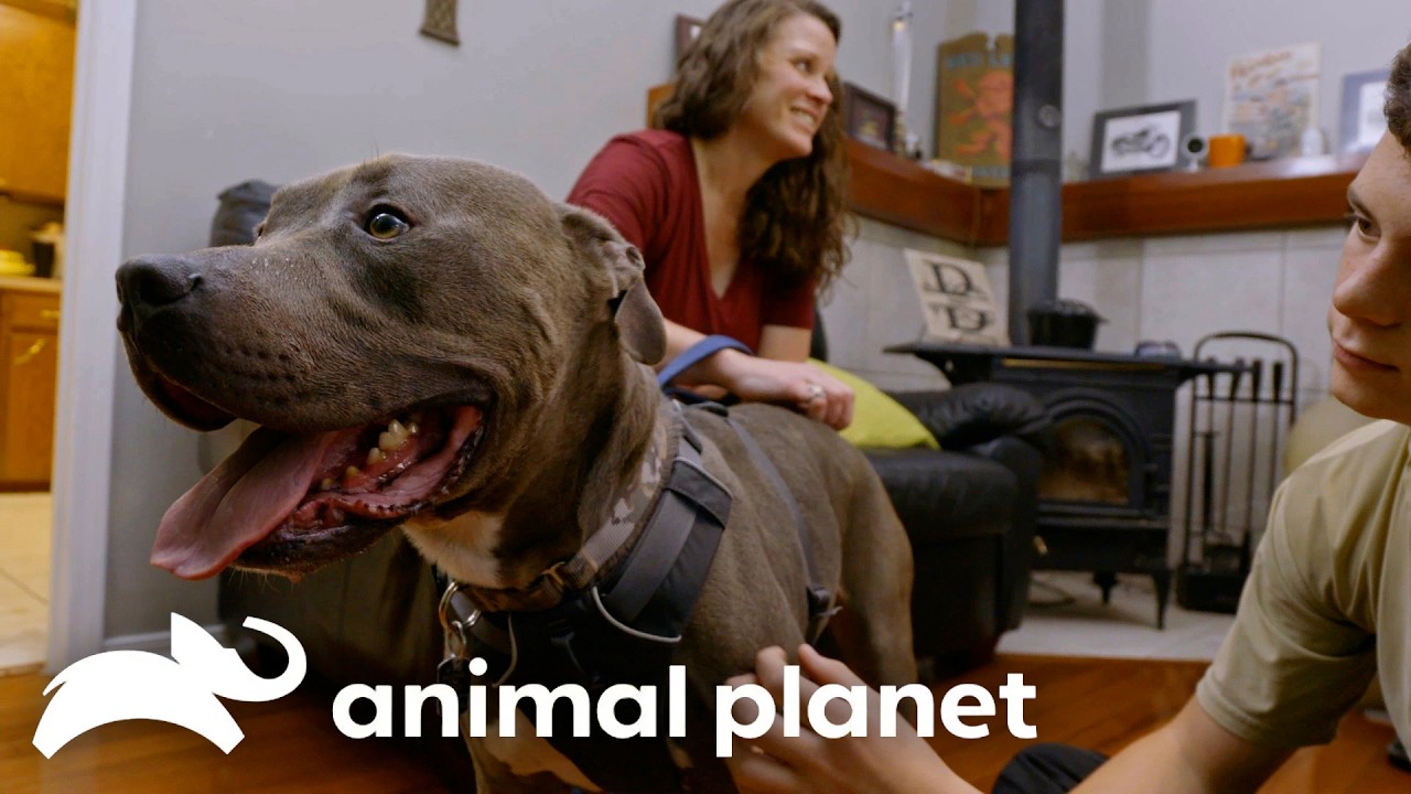 Family Gets Their Missing Piece 😭 | Pit bulls and Parolees | Animal Planet