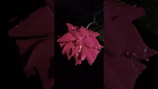 Download lagu Mawar di malam. hari #viral #flowers #indah #coversong #nature #indahnya #musiccover #wisata #butter mp3