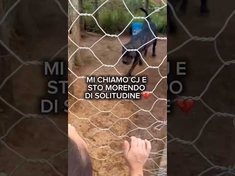 Regalo Cj splendido Cane Corso cerca casa 