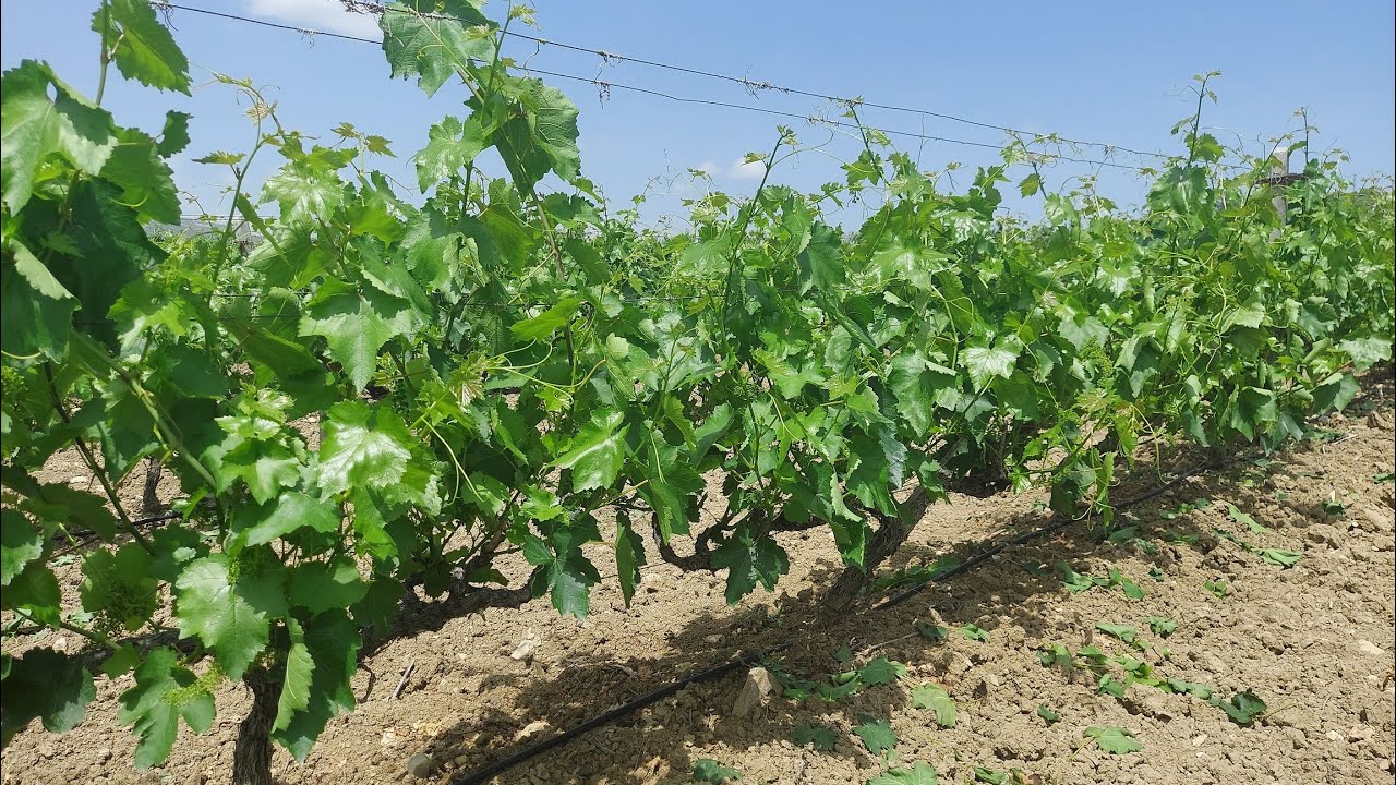 Üzümde Filiz Alma Nasıl Yapılır?