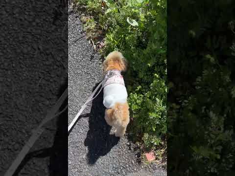 経営学科 散歩大好きトイプードル8ヶ月 #toypoodle #トイプードル #puppy