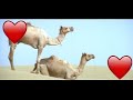 Kaatre En Vasal Vanthai Rhythm Tamil Love Whatsapp Status A R Rahman