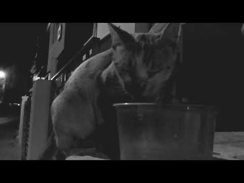 "Cats don't show emotions ", they say.