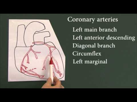 Heart disease 9, Coronary arteries
