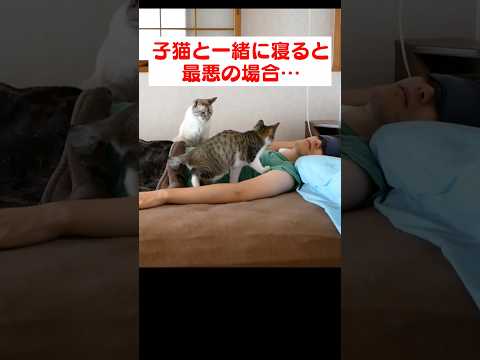 子猫と一緒に寝るリスク