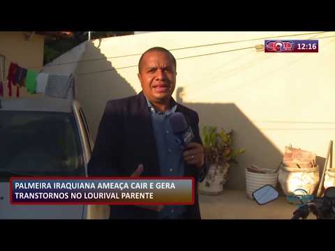 ROTA DO DIA 07 10  Palmeira iraquiana ameaça cair e gera transtorno no Lourival Parente