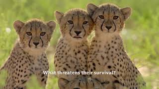 Cheetah Family & Me | BBC Earth | BBC Player