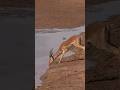 #Very scared impala drinks water in crocodiles zone.