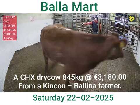 Balla Mart a drycow @ €3,180 or 3.76/kg