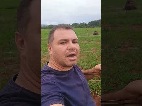 áreas várias região de Goianira Goiás vendas abertas c.f 26018 T 62 99330.9873 compra venda troca